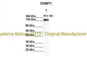 Researcher: AnonymousApplication: Western BlottingSpecies+tissue/cell type: Lane 1:241 µg mouse mesenchymal stem cell lysate Primary Antibody dilution: 1:0000Secondary Antibody: Anti-rabbit-HRP Secondary Antibody Dilution: 1:00,000 (DNMT1 Antikörper  (N-Term))