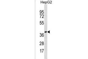 OR4X1 Antibody (N-term) (ABIN1539528 and ABIN2850051) western blot analysis in HepG2 cell line lysates (35 μg/lane).