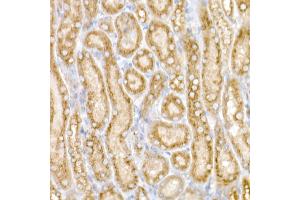 Immunohistochemistry of paraffin-embedded Mouse kidney using GM130 antibody (ABIN6129789, ABIN6141264, ABIN6141265 and ABIN6220979) at dilution of 1:25 (40x lens). (Golgin A2 (GOLGA2) (AA 20-300) Antikörper)