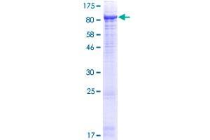 Image no. 1 for Membrane Metallo-Endopeptidase (MME) (AA 1-750) protein (GST tag) (ABIN1311049)