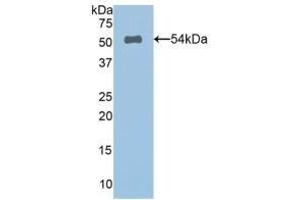 Detection of Recombinant SPON2, Human using Polyclonal Antibody to Spondin 2 (SPON2) (SPON2 Antikörper  (AA 119-331))