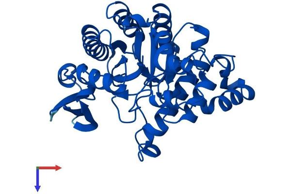 ACMSD Protein (AA 1-336) (His tag)
