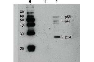 Western Blotting (WB) image for anti-Human Immunodeficiency Virus 1 Capsid (HIV-1 p24) antibody (Biotin) (ABIN2452028) (HIV-1 p24 Antikörper  (Biotin))