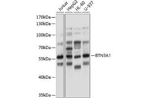 Western blot analysis of extracts of various cell lines, using BTN3 antibody (0288) at 1:1000 dilution. (BTN3A1 Antikörper  (AA 40-250))