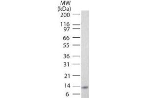 Image no. 1 for anti-Interleukin 25 (IL25) antibody (ABIN959944) (IL-25 Antikörper)