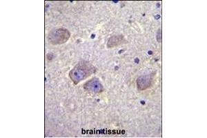 WDR27 Antibody (N-term) (ABIN655738 and ABIN2845185) immunohistochemistry analysis in formalin fixed and paraffin embedded human brain tissue followed by peroxidase conjugation of the secondary antibody and DAB staining. (WDR27 Antikörper  (N-Term))
