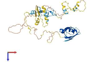 PDLIM3 Protein (AA 1-364) (His tag)