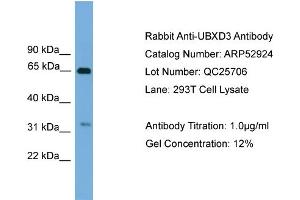 WB Suggested Anti-UBXD3  Antibody Titration: 0. (UBXN10 Antikörper  (Middle Region))