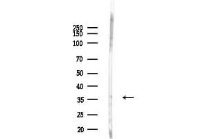 Western blot analysis of lysates from Rat brain, using Phospho-JunB (Thr102/Thr104) Antibody at 1/1000 dilution.