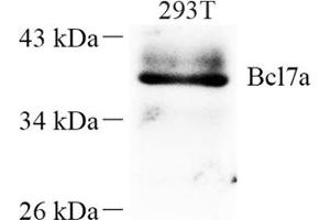 Western blot analysis of Bcl7a (ABIN7073173) at dilution of 1: 250