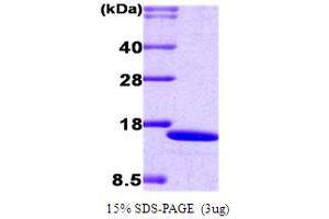 SDS-PAGE (SDS) image for Interferon Regulatory Factor 2 (IRF2) (AA 1-113) protein (His tag) (ABIN5779183) (IRF2 Protein (AA 1-113) (His tag))