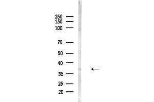 Western blot analysis of lysates from Hela cells(LPS,4h treatment), using OR6K2 Antibody at 1/1000 dilution.
