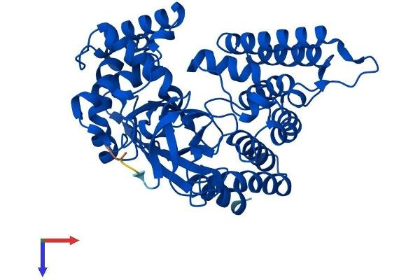 SMYD2A Protein (AA 1-433) (His tag)