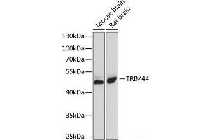 Western blot analysis of extracts of various cell lines using TRIM44 Polyclonal Antibody at dilution of 1:1000. (TRIM44 Antikörper)