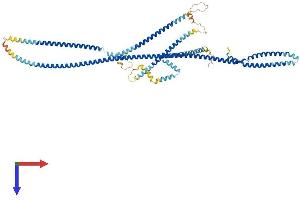 CUX1 Protein (AA 1-678) (His tag)