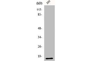 Western Blot analysis of 293 cells using ECP Polyclonal Antibody (RNASE3 Antikörper  (C-Term))