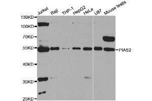 Western Blotting (WB) image for anti-Protein Inhibitor of Activated STAT, 2 (PIAS2) antibody (ABIN1876855) (PIAS2 Antikörper)