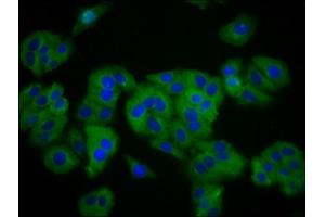 Immunofluorescence staining of HepG2 cells with ABIN7170247 at 1:133, counter-stained with DAPI. (SLC41A1 Antikörper  (AA 1-96))