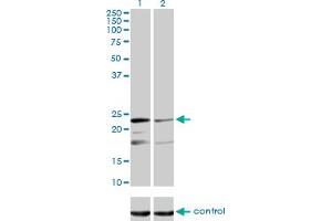 Western Blotting (WB) image for anti-Mitochondrial Ribosomal Protein L12 (MRPL12) (AA 1-199) antibody (ABIN598585)