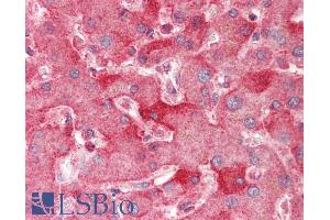 ABIN1590128 (5µg/ml) staining of paraffin embedded Human Liver. (ENPP2 Antikörper  (AA 698-712))