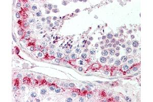 Anti-LYZL1 antibody IHC staining of human testis. (Lysozyme-Like 1 Antikörper  (N-Term))