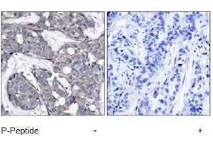 Image no. 1 for anti-Heat Shock 27kDa Protein 1 (HSPB1) (pSer82) antibody (ABIN197004) (HSP27 Antikörper  (pSer82))
