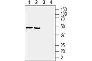 Western blot analysis of rat (lanes 1 and 3) and mouse (lanes 2 and 4) brain lysates: - 1,2. (GLUT1 Antikörper  (Extracellular))