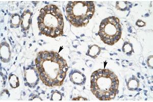 Human kidney; RFP2 antibody - middle region in Human kidney cells using Immunohistochemistry (TRIM13 Antikörper  (Middle Region))