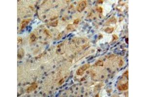 Used in DAB staining on fromalin fixed paraffin-embedded Stomach tissue (Glucagon Antikörper  (AA 21-180))