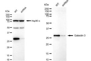 Western blotting analysis using Galectin 3 antibody (ABIN7798688).