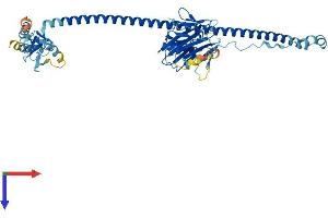TRIM34 Protein (AA 1-488) (His tag)