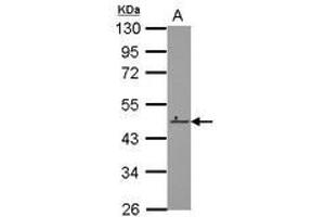 Image no. 1 for anti-Zinc Finger Protein 550 (ZNF550) (AA 37-290) antibody (ABIN1501849) (ZNF550 Antikörper  (AA 37-290))