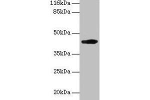 Western blot All lanes: H2-D1 antibody at 2 μg/mL + A549 whole cell lysate Secondary Goat polyclonal to rabbit IgG at 1/10000 dilution Predicted band size: 42 kDa Observed band size: 42 kDa (H2-D1 Antikörper  (AA 25-311))