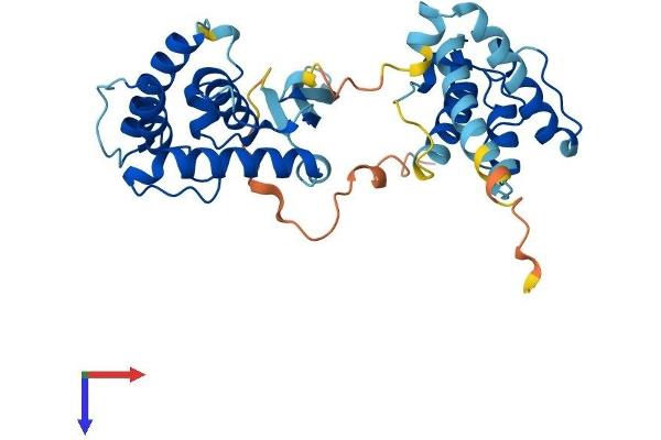 PARVG Protein (AA 1-331) (His tag)