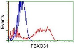 HEK293T cells transfected with either RC203518 overexpress plasmid (Red) or empty vector control plasmid (Blue) were immunostained by anti-FBXO31 antibody (ABIN2455309), and then analyzed by flow cytometry. (FBXO31 Antikörper)