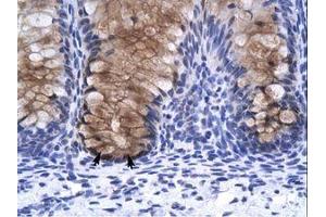 Image no. 1 for anti-Annexin A1 (ANXA1) (N-Term) antibody (ABIN202295)