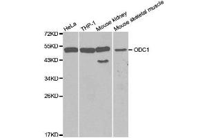 Western blot analysis of extracts of various cell lines, using ODC1 antibody. (ODC1 Antikörper  (AA 1-280))