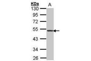 Image no. 1 for anti-Chemokine (C-X-C Motif) Receptor 5 (CXCR5) (AA 194-256) antibody (ABIN467397) (CXCR5 Antikörper  (AA 194-256))