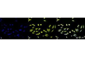 Immunocytochemistry/Immunofluorescence analysis using Rabbit Anti-AHA2 Polyclonal Antibody . (HA2 Antikörper  (APC))