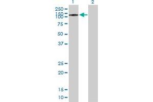 Western Blot analysis of CHGB expression in transfected 293T cell line by CHGB MaxPab polyclonal antibody.