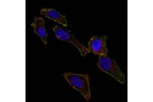 Confocal Immunofluorescent analysis of SK-OV-3 cells using AF488-labeled EpCAM Mouse Monoclonal Antibody (EGP40/826) (Green). (EpCAM Antikörper  (N-Term))