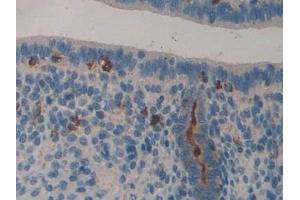 Immunohistochemistry (IHC) image for anti-Lipocalin 8 (LCN8) (AA 27-176) antibody (ABIN7443596)
