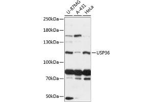 Western blot analysis of extracts of various cell lines, using USP36 antibody (ABIN6128894, ABIN6150019, ABIN6150020 and ABIN6216987) at 1:3000 dilution. (USP36 Antikörper  (AA 1-120))