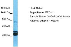 Host: Rabbit Target Name: MROH1 Sample Tissue: Human OVCAR-3 Whole Cell Antibody Dilution: 1ug/ml (MROH1 Antikörper  (N-Term))