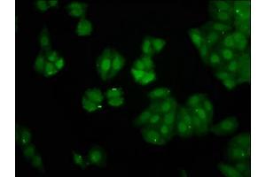 anti-Peptidyl Prolyl Cis/Trans Isomerase NIMA Interacting 4 Protein (PIN4) (AA 1-131) antibody