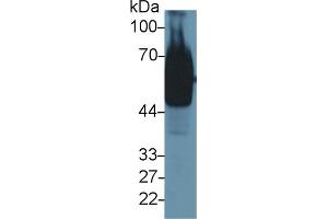 Western Blot; Sample: Mouse Stomach lysate; Primary Ab: 1µg/ml Rabbit Anti-Mouse GP73 Antibody Second Ab: 0. (GOLM1 Antikörper  (AA 133-379))