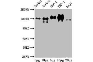 Western Blot Positive WB detected in: Jurkat whole cell lysate, THP-1 whole cell lysate, Raji whole cell lysate All lanes: CD31 antibody at 2. (CD31 Antikörper  (AA 28-315))