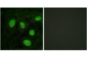 Immunofluorescence analysis of HeLa cells, using Histone H1 (Ab-25) Antibody. (Histone H1 Antikörper  (AA 131-180))