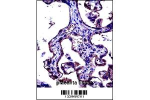CD97 Antibody immunohistochemistry analysis in formalin fixed and paraffin embedded human placenta tissue followed by peroxidase conjugation of the secondary antibody and DAB staining. (CD97 Antikörper  (C-Term))