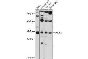 Western blot analysis of extracts of various cell lines, using DECR2 antibody (ABIN7265318) at 1:1000 dilution. (DECR2 Antikörper  (AA 140-240))